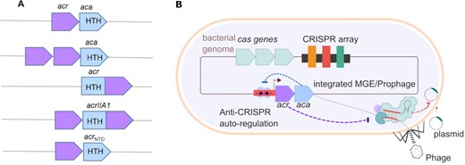 (A) Different organizations of acr operons. acr genes (purple) may be organized into operons with an aca (blue). The aca genes encode proteins that contain a helix-turn-helix (HTH) DNA binding motif. Single or multiple acr genes may cluster in one operon with an aca gene. Some acr genes encode the HTH motif within the acr (e.g. acrIIA1). (B) Model of autoregulation of Acrs. Bacteriophages and integrated mobile genetic elements (MGEs) have acr-aca operons. These invaders inhibit host immunity (CRISPR-Cas) by producing Acr proteins (purple). The Aca proteins (blue) bind to inverted repeats (arrows) which lie within the promoter region (red) and auto-regulate acr expression.