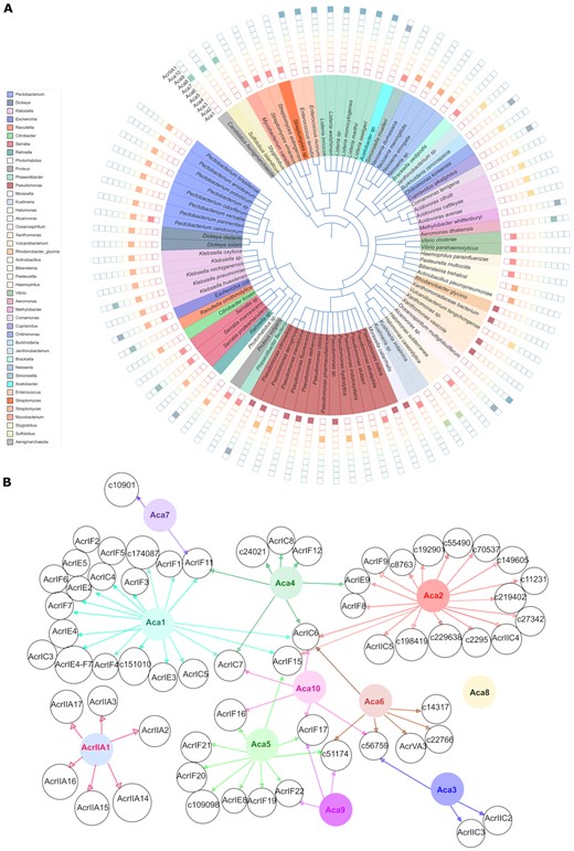 Overview of Aca homologs. (A) The distribution of known and candidate Acr-associated Aca proteins (n = 353) in different bacterial species and archaeal viruses. Filled squares represent the presence of the indicated Aca family in different bacterial genomes, phages, prophages and archaeal viruses. (B) Gene association network showing the genetic link between known or candidate Acr with Aca1–Aca10 and AcrIIA1 homologs. Different colours are assigned for different Aca (and AcrIIA1). The arrows indicate associations by genetic context.