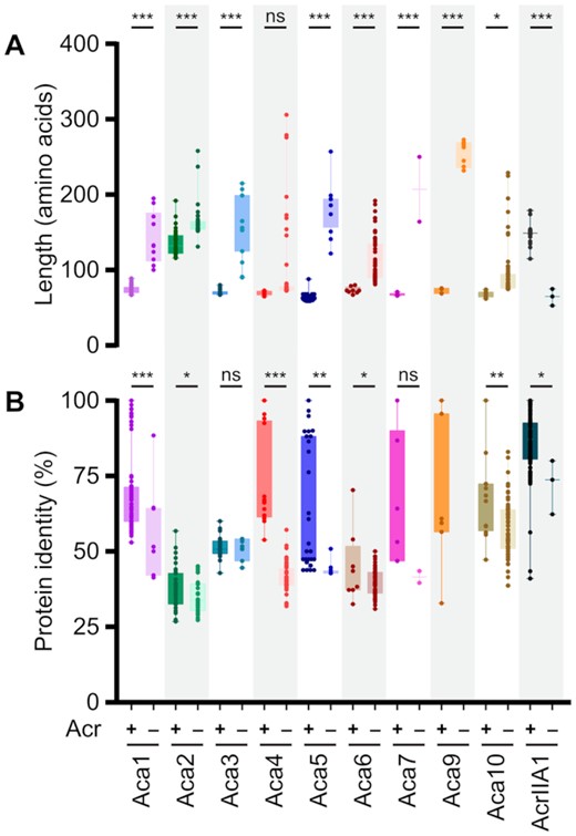 Aca proteins that are Acr-associated versus solo typically differ in length and amino acid identity (blastp). Comparison of length (A) and percentage amino acid identity (B) of Acr-associated (+) and solo Aca (–) proteins. The coloured box indicates means with the 95% confidence intervals. The numbers of homologs analysed in this study are listed in Supplementary Table S2. Only proteins exhibiting >40% query coverage to the reference proteins were used. Note that AcrIIA1 is a bi-functional Acr protein and the small homologs lack the Acr domain (22) and are counted as solo. Statistical significance was calculated by unpaired t-test (***P< 0.001, **P< 0.01, *P< 0.05, ns P> 0.05).