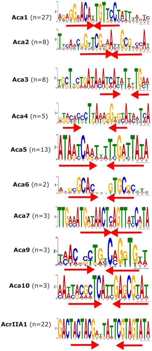 DNA binding sites within acr-aca promoters as predicted by MEME. Inverted repeats are indicated with red arrows. The number (n) indicates the number of the non-redundant promoter sequences with the site.