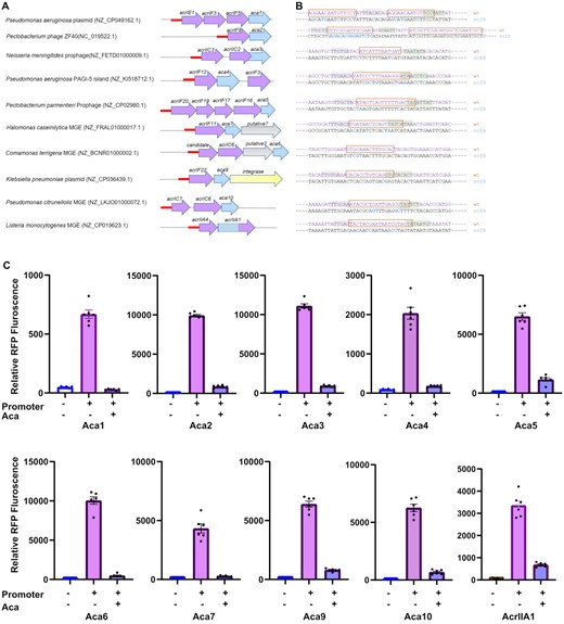 Repression by Aca proteins. (A) Schematic representation of tested promoters from diverse species. Ten promoter/Aca pairs were selected to test the effect of Aca proteins on the promoters. The promoters are indicated by red straight lines. (B) The wild type and mutated promoters are shown. Scrambled bases are shown in blue. (C) Aca proteins repress the cognate promoters. Activity of the promoter variants in E. coli BL21 in the presence and absence (+/–) of Aca proteins, determined as relative RFP fluorescence. In each graph, the RFP fluorescence values were normalized with the OD600 values. Data are presented as the mean ± SEM of six biological replicates, + or - denotes the presence or absence (empty vector) of the promoter or aca gene.