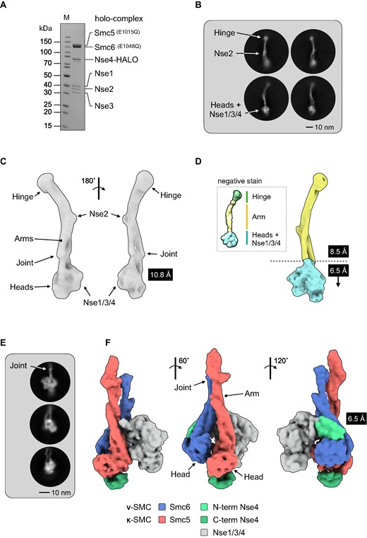Cryo-EM of the budding yeast Smc5/6 complex. (A) Representative SDS-PAGE gel for the purified Smc5/6 holo-complex. (B) Representative 2D class averages (side views). Conformational flexibility leads to blurring of density at either the head (top) or hinge-end (bottom) of the complex. (C) Initial 3D map from cryo-EM at a resolution of 10.8 Å. (D) Maps from focussed refinement at 8.5Å and 6.5 Å for the indicated segments of the Smc5/6 holo-complex (d, inset) model obtained by uranyl acetate negative stain electron microscopy for comparison (25). (E) Representative 2D class averages (side views) and (F) resultant 3D map at 6.5 Å for the ‘head’-end of the complex. The cryo-EM map has been segmented and coloured with respect to its assigned component (see associated key for additional detail).
