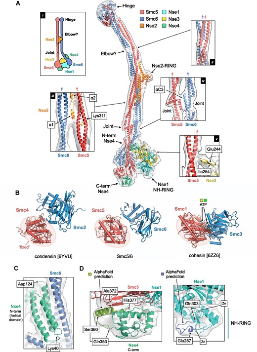 A pseudo-atomic model for the Smc5/6 holo-complex. (A) Overview of the pseudo-atomic model. (A, inset i) Schematic showing the overall architecture of the Smc5/6 complex and selected molecular features. (A, inset ii) Expanded view of the ‘Elbow’, highlighting the crossover of the coiled-coil ‘arms’ of Smc5 and Smc6 at this point. (A, inset iii) The first alpha-helix of Nse2 (α1) is situated between the two arms of the complex. The position of Lys311, a known site of auto-SUMOylation is also indicated (A, inset iv) Expanded view of the interface between the ‘Joint’ features of Smc5 and Smc6, involving the two αC3 helices. (A, inset v) A short beta-hairpin (amino acids Glu244-Ile254) protruding from Nse3 is in close proximity to the arm of Smc5. For each inset, the directionality of the ascending helix (head to hinge) is indicated by a blue or red arrow, for Smc5 and Smc6 respectively. (B) Comparison of the relative head domain positions in the cryo-EM structures of budding yeast condensin (PDB: 6YVU), Smc5/6 (this manuscript) and cohesin (PDB: 6ZZ6); in each, using the head of the κ-SMC as a fixed reference point. (C) Expanded view for the N-terminal helical domain of Nse4 (aa Lys40-Asp124) bound to the ‘arm’ of Smc6. (D, left) AlphaFold predicts the presence of an additional helical element (aa Ser360-Ala372) in the C-terminal domain of Nse4. (D, right). AlphaFold predicts a budding yeast-specific loop insertion in the NH-RING of Nse1 (aa Glu287-Gln303). Where shown, sections of density from the composite cryo-EM map are represented by a semi-transparent molecular surface, shaded in grey. Please also see associated key for additional detail.
