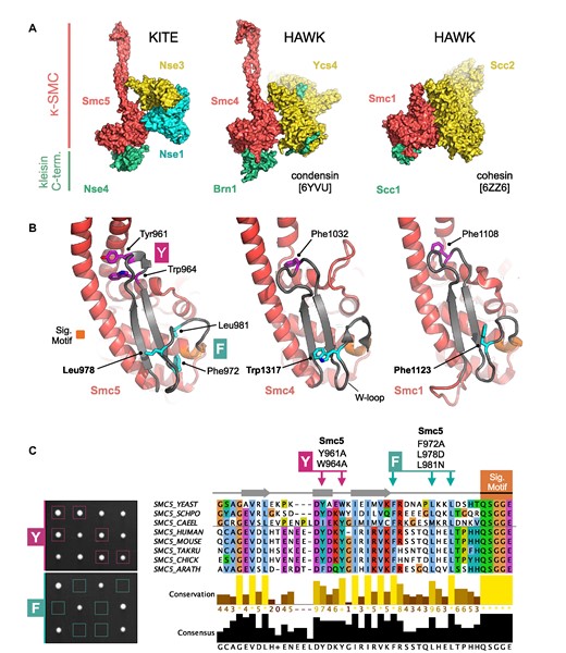 KITES and HAWKS share a common interaction interface involving the κ-SMC ‘W-loop’. (A) Side-by-side visualisation of the κ-SMC head domain from Smc5/6 (left), condensin (middle) and cohesin (right) in complex with their respective kleisin C-terminal domain; Nse4, Brn1 and Scc1. In each case, the interacting partner, whether KITE or HAWK, makes a similar set of interactions with the head domain of the κ-SMC. (B) Expanded view, showing secondary structure molecular cartoons for each κ-SMC head domain, highlighting the position of conserved amino acids within the ‘W-loop’ or equivalent (stick representation, carbon atoms coloured cyan) plus aromatic residues within the preceding sequence (stick representation, carbon atoms coloured magenta). The ABC-signature motif is additionally highlighted in orange. (C, left) Tetrad dissections. Spores derived from diploid S. cerevisiae strains carrying both wild-type allele and indicated mutant allele plus associated NAT-selectable marker (natMX6). Genotypes were confirmed by replica plating of spores on selective media (not shown). (C, right) Multiple sequence alignment, across selected species, showing conservation and consensus of amino acids within the W-loop and preceding region of Smc5 (produced using Jalview 2 with Clustal X colour scheme; (73)). Sets of compound mutations introduced into budding yeast: Smc5-Y = Y961A, W964A; Smc5-F = F972A, L978D, L981N. Please also see associated key for additional detail.