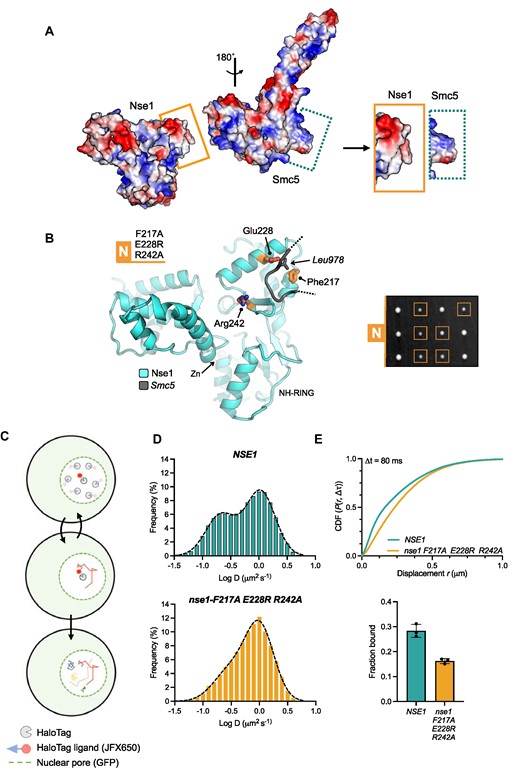 Examining the cellular effects of breaking the Nse1 / Smc5-loop interface. (A) Molecular surface representations for Nse1 and the head domain of Smc5, coloured by electrostatic potential (APBS plugin, PyMOL). The surface of Nse1 and the conserved loop extending from Smc5 display a high degree of charge complimentary (visualisation aided by rotation of the head domain through 180°. The interacting regions, as bounded by the drawn rectangles, are shown in an expanded view on the right. (B, left) Molecular secondary structure cartoon representation, showing the relative locations of the amino acids mutated within the Nse1/Smc5-loop interface: Nse1-N = F217A, E228R, R242A (b, right) Tetrad dissection. Spores derived from diploid S. cerevisiae strains carrying both wild-type and indicated mutant allele plus associated NAT-selectable marker (natMX6). Genotypes were confirmed by replica plating of spores on selective media (not shown). (C) Schematic of our single particle tracking approach. Yeast endogenously expressing Nse4 fused to a C-terminal HaloTag are labelled with JFX650 dye. Fluorescence from individual dye molecules is then used to calculate trajectories that represent the diffusion behaviour of the Smc5/6 complex containing the HaloTag fused Nse4 subunit. (D) Diffusion coefficient frequency histograms calculated using pooled data (three independent experimental repeats) in either the NSE1 or nse1-F217A E228R R242A genetic backgrounds. (E, top), Cumulative distribution frequency plot of pooled single-molecule displacements. (E, bottom) ‘Fraction bound’ values determined from fitting of experimental data with kinetic models available within Spot-On. Filled circles represent the value determined from each technical repeat, with the height of the bar corresponding to the mean. Error bars represent one standard deviation. Please also see associated keys for additional details.