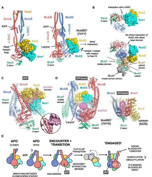 Exploration of conformational changes likely to accompany binding of dsDNA/ATP. (A) Comparison of the apo-states for Smc5/6 and the related MukBEF complex (PDB: 7NYY). To aid visualisation, only subunits with direct equivalence across both complexes are shown, and for clarity molecular surfaces instead of secondary structure cartoons are shown for the respective KITE proteins. A direct contact between the ‘joint’ features of Smc5 and Smc6 serves to generates a fully ‘closed’ conformation similar to that reported for MukBEF (64) but without a reinforcing secondary ‘larynx’ interface. Furthermore, the KITE homodimer formed by MukE sits, and is held, in a different position when compared to the KITE heterodimer of Nse1/Nse3, largely as a result of its more elaborate interaction with its dimeric kleisin partner MukF. (B) In the apo-state, the MukE heterodimer makes no direct interaction with the head domain of either MukB protein, instead making a series of interactions with the domain-swapped N-terminal winged-helix domain (nWHD) of MukF that anchor it in place. (C) Simple superposition of a DNA duplex, taken from the docking pose reported for the human NSE1/3 heterodimer (65) onto our apo-state structure, indicates that without accompanying conformational changes extension of the trajectory for the bound DNA would generate steric clashes with the arm of Smc5 (inset, DNA now shown in surface representation). (D) DNA/ATP-bound forms of MukBEF (left) and cohesin (inset, right), providing side-by-side comparisons and a visualisation aid of the expected fully ‘engaged’ conformation of SMC-complexes. (E) A speculative model for how the Smc5/6 complex might bind to and engage with dsDNA. We propose that the apo-state can ‘breathe’ between a fully closed conformation and a more open state, which allows / facilitates binding of dsDNA to the positively charged surface / groove created at the interface of Nse1/Nse3, to generate an intermediary ‘encounter’ complex. This, along with concomitant binding of ATP to the head domain of Smc5, serves to break the Smc5/Nse1 interaction allowing a ‘flip-flop’-type transition to the anticipated fully ‘engaged’ state. It is not clear how, or indeed if, ubiquitylation, SUMOylation or other post-translational modification affects either conformation or ATPase activity. It is also not known if the presence of Nse2, acts to block binding or transition of bound dsDNA into the S-K ring (SMC-kleisin) compartment. Binding of the Nse5/6 heterodimer blocks the ability of Smc5/6 to turn over ATP (22,25), but it is not fully known what effect this has on the overall conformation at the head-end of the complex.