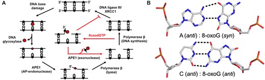 Base excision repair pathway. (A) A schematic demonstrating how the BER pathway removes and replaces the oxidative lesion 8-oxoG. Red arrows highlight the role of the APE1 exo activity after 8-oxodGTP insertion by Pol β. (B) The base pairings formed by 8-oxoG opposite A and C.