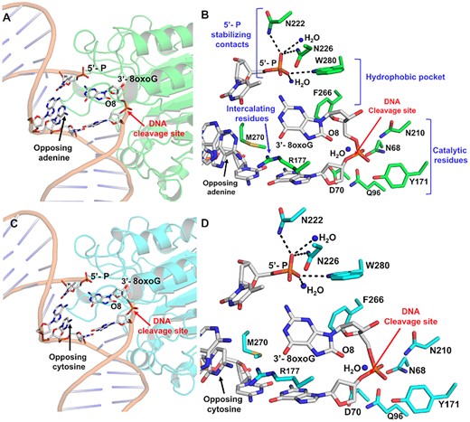 The APE1 active site engages 3′-8oxoG removal via its exo activity. (A) Structural overview and (B) active site configuration of APE1 (green) bound to a DNA exonuclease substrate containing a single-stranded nick with a 5′-P and a 3′-8oxoG opposing A. (C) Structural overview and (D) active site configuration of APE1 (cyan) bound to a DNA exonuclease substrate containing a nick with a 5′-P and a 3′-8oxoG opposing C. The DNA backbone is represented in orange cartoon and key DNA bases are represented as sticks in grey. Red arrows highlight the site of DNA cleavage.