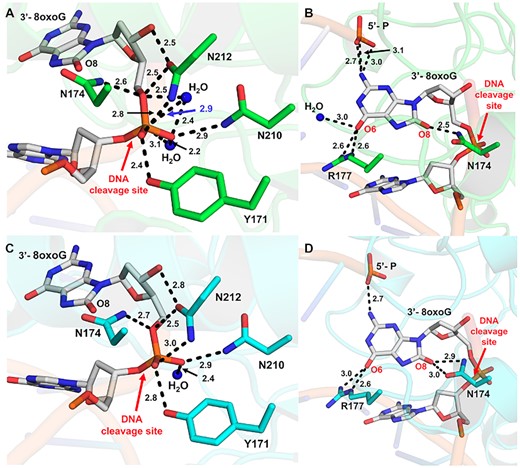 Interactions between APE1 and the 3′-8oxoG DNA substate. (A) Contacts between APE1 protein side chains and the phosphate backbone of 3′-8-oxoG opposite A. (B) Contacts between APE1 protein side chains and the 3′-8-oxoG base opposite A. (C) Contacts between APE1 protein side chains and the phosphate backbone of 3′-8-oxoG opposite C. (D) Contacts between APE1 protein side chains and the 3′-8-oxoG base opposite C. Key interactions are indicated by dashes and labelled with the distance in Å. O8:A is shown in green and O8:C is shown in cyan, the DNA backbone is represented in orange cartoon, and key DNA bases are represented as sticks in grey. Red arrows highlight the site of DNA cleavage.