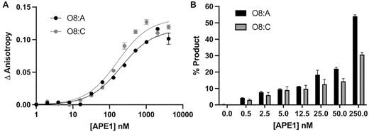 Functional characterization of the APE1 exo reaction on SSB 3′-8-oxoG, exo substrates. (A) Binding of APE1 to the SSB 3′-8-oxoG substates with O8:A (black circles) and O8:C (grey circles). (B) Formation of the APE1 5′ to 3′ exo cleavage product over a period of 30 min at 37°C for a range of WT APE1 concentrations from 0 to 250 nM APE1 with O8:A (black bars) and O8:C (grey bars) base parings at the 3′-end of the nick. Raw data for the production formation assay is in Supplemental Figure S3.