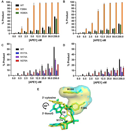 Functional characterization of the exo reaction of APE1 variants on nicked 3′-8-oxoG substrates. Formation of APE1 5′ to 3′ exonuclease product over a range of variant APE1 concentrations from 0 to 250 nM. (A) compares WT (black), F266A (orange) and W280A (green) on a substrate containing 3′-8-oxoG opposite A. (B) compares WT (black), F266A (orange) and W280A (green) on a substrate containing 3′-8-oxoG opposite C. (C) compares WT (black), R177A (blue), N174A (purple) and M270A (red) on substrates containing 3′-8-oxoG opposite A. (D) compares WT (black), R177A (blue), N174A (purple) and M270A (red) APE1 variants on a substrate containing 3′-8-oxoG opposite C. All assays were performed at 100 nM DNA, over a period of period of 30 min, at 37°C, and at the concentration of APE1 indicated on the legend. (E) An overlay of the crystal structure of APE1 with a 3′-mismatched C (yellow) in the intrahelical binding pocket (PDB: 5WN4) with those containing 3′-8-oxoG indicate a rotation in O8 of about 60° relative to the position of the 3′-mismatched C away from W280. O8:A is shown in green and O8:C is shown in cyan. Raw data for the production formation assay is in Supplemental Figure S3.