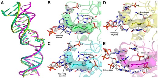 APE1 uses a unified mechanism for its exo activity. (A) An alignment of the DNA from APE1:DNA complex structures highlighting the DNA bending, with 3′-8-oxoG:A in green, 3′-8-oxoG:C in cyan, 3′-mismatch in yellow, and abasic site DNA in magenta. The active sites of APE1 with (B) 3′-8-oxoG:A, (C) 3′-8-oxoG:C, (D) 3′-mismatch and (E) abasic DNA. Key interactions are indicated by dashed lines and are labelled with the distance in Å, and key DNA bases are represented as sticks in grey.