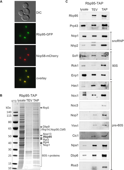 Ycr016w/Rbp95 is a novel ribosome AF. (A) Rbp95-GFP is localized in the nucleolus. DIC: differential interference contrast image. Nop58-mCherry was used as nucleolar marker that colocalizes with Rbp95-GFP. (B) Ribosome AFs co-purify with Rbp95-TAP. Lysate, TEV-eluate, and final TAP eluate of a Rbp95-TAP purification were separated on a 4–12% NuPAGE gradient gel, which was stained with Coomassie blue. Proteins identified by mass spectrometry are indicated. STD, molecular weight standard. (C) Samples prepared as in (B) were subjected to SDS-PAGE and western blotting using antibodies recognizing the indicated AFs, which are characteristic components of snoRNPs or the indicated pre-ribosomal particles.