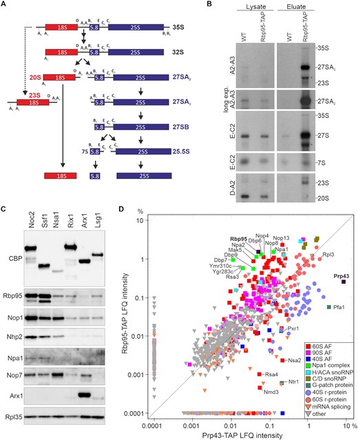 Rbp95 is associated with 90S particles and early pre-60S particles containing the Npa1-complex. (A) Simplified overview of the yeast pre-rRNA processing pathway showing the main intermediates as well as the 23S pre-rRNA, which accumulates upon inhibited or delayed processing at the early cleavage sites A0, A1 and A2. The main pre-rRNA cleavage sites are indicated. (B) Detection of pre-rRNA species by northern blotting analysis in the lysate or TAP eluate of strains expressing untagged (WT) or TAP-tagged Rbp95 (Rbp95-TAP). The detected pre-rRNA species are indicated on the right and the used probes on the left. The names of the probes indicate between which processing sites, shown in (A), they hybridize to the pre-rRNA. The bands labeled by an asterisk detected below the 27S pre-rRNA with the A2–A3 and the E-C2 probe likely originate from non-specific hybridization with contaminating mature 25S rRNA. (C) Eluates obtained by TAP purification of different intermediates of the pre-60S maturation pathway, arranged from early (left) to late (right) pre-60S particles, were analyzed by western blotting using antibodies recognizing the indicated snoRNP components and AFs as well as the large subunit r-protein Rpl35. CBP, calmodulin binding protein (moiety of the TAP-tag). (D) Label-free semi-quantitative mass spectrometry and comparison of LFQ (label-free quantification) intensities between Rbp95-TAP and Prp43-TAP eluates (in percent relative to the total intensity of proteins detected in the respective purification). Proteins particularly enriched in one of the purifications, as well as Rpl3, are labeled. Bait proteins are indicated with a black square and labeled in bold letters.