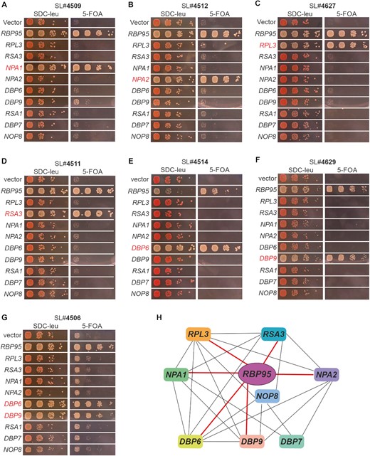 Rbp95 is functionally connected to Rpl3 and Npa1 network members. (A–G) Mutants isolated in the SL screen were transformed with vector, RBP95-containing plasmid, or plasmids harboring the indicated genes (RPL3 and other genes from the NPA1 genetic network). While transformation with empty vector resulted in no complementation, as illustrated by the red colonies on SDC-Leu plates and the inviability or severe growth defect on 5-FOA-containing plates, transformation with the RBP95-containing plasmid led to white (or red/white sectoring) colonies and restoration of growth on 5-FOA-containing plates. Genes other than RBP95 complementing the SL or SE phenotype are highlighted in red. (H) Genetic network around Npa1 complex members. Genetic interactions revealed in this study (thick red lines) and previously described ones (thin black lines) are schematically summarized.