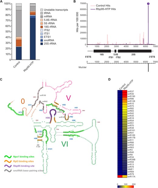 CRAC analyses identify a Rbp95-binding site in helix H95 in domain VI of the 25S rRNA. Rbp95-HTP-expressing cells and control cells (BY4741 wild-type cells) were subjected to UV-crosslinking, the RNAs bound to Rbp95 were purified, reverse transcribed, and the cDNAs were sequenced (for details, see Materials and Methods). (A) The relative distribution of sequences corresponding to the indicated RNA types is shown, revealing an enrichment of sequences of the 25S rRNA and snoRNAs compared to the negative control. (B) The obtained sequences were aligned with the 35S pre-rRNA and the number of hits for each nucleotide was plotted, revealing a prominent peak at the 3′-end of the 25S rRNA associated, as indicated below, with a peak of mutations/deletions. All identified mutations and deletions map to C3034, suggesting that this nucleotide corresponds to the actual Rbp95 crosslinking site. (C) Section of the 25S rRNA secondary structure (http://apollo.chemistry.gatech.edu/RiboVision/#SC_LSU_3D, (73)), including domain VI and parts of domains V and 0. The Rbp95-binding site within helix H95 is highlighted in violet, and the violet asterisk indicates the crosslinked nucleotide C3034. In addition, the previously identified Npa1-binding sites are highlighted in green, and crosslinked nucleotides therein are indicated by green asterisks (10). The Rpl3-binding sites, as observed in the X-ray structure of the mature 60S subunit (74), are shown in orange. Base-pairing regions of enriched snoRNAs in proximity of H95 (snR37, snR190, snR10, snR42) are highlighted in gray. See Supplementary Figure S5 for the full 25S rRNA secondary structure. (D) Identified snoRNAs in the Rbp95-CRAC experiment and a negative control purification from wild-type strain BY4741. The heat map reflects the number of reads per 100 000 total reads; snoRNAs with 200 or more reads per 100 000 total reads are shown in red and snoRNAs with less reads are represented as indicated in the grading scale at the bottom. The actual proportion of reads for each snoRNA is presented in Supplementary Table S5.
