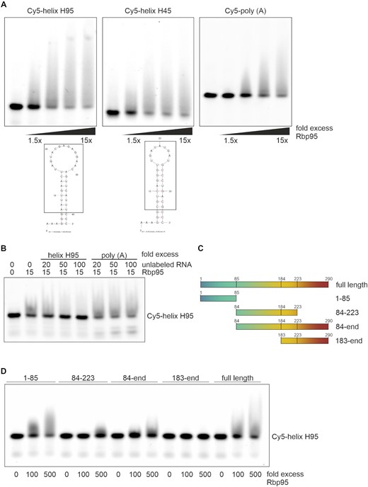 Rbp95 is an RNA-binding protein. (A) Cy5-labeled RNA oligonucleotides comprising the sequences of 25S rRNA helices H95, H45 or the Cy5-labeled poly(A) RNA oligonucleotide were incubated with increasing molar excess (1.5 to 15-fold) of purified Rbp95. Then, samples were separated on 4–20% Novex TBE gels, and Cy5-signals were subsequently detected on a Bio-Rad ChemidocMP imaging system. The secondary structures of the RNA fragments, predicted by Mfold (75), are shown below. The part corresponding to the respective sequence in the 25S rRNA is indicated by a box. (B) Competition experiments. The Cy5-labeled H95 RNA oligonucleotide was incubated with a 10-fold excess of Rbp95 and, in addition, either a 0-, 20-, 50-, or 100-fold excess of unlabeled oligo H95 or poly(A) RNA oligonucleotide relative to the labeled oligonucleotide. (C) Schematic overview of the used, truncated Rbp95 fragments. (D) Cy5-labeled RNA H95 oligonucleotide was incubated without, or with 100- or 500-fold molar excess of the indicated purified Rbp95 fragments.
