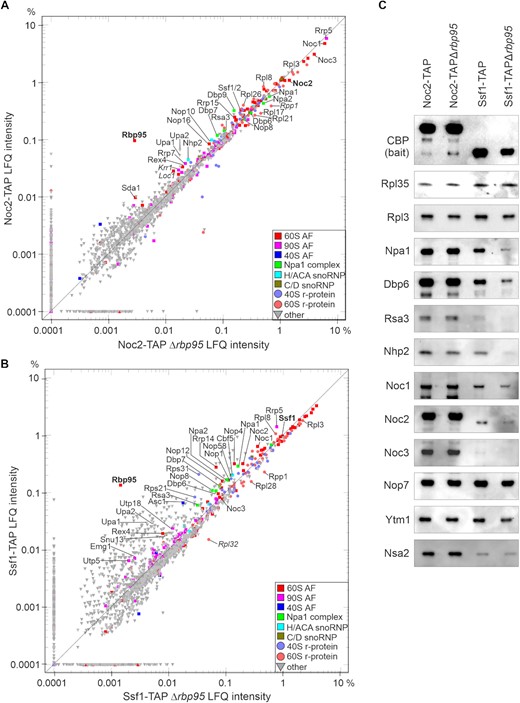 The absence of Rbp95 alters the composition of early pre-60S particles. (A, B) Comparison of proteins co-purified with Noc2-TAP (A) and Ssf1-TAP (B) in the presence or absence of Rbp95 by label-free semi-quantitative mass spectrometry. LFQ intensity values are indicated in percent relative to the total intensity of proteins detected in the respective purification. Proteins particularly enriched in one of the purifications as well as Noc1, Noc2, Noc3, Rrp5, Rpl3, and Npa1 complex members are labeled, and bait proteins and Rbp95 are indicated in bold letters. The relative signal intensities represent the means of two biological replicates. Proteins that were enriched/decreased in only one of the two experiments (and should therefore not be considered further) are indicated in italic letters. (C) Eluates of TAP purifications as in (A) and (B) were analyzed by western blotting using antibodies recognizing the H/ACA-box snoRNP component Nhp2, the indicated AFs, and the large subunit r-proteins Rpl35 and Rpl3.