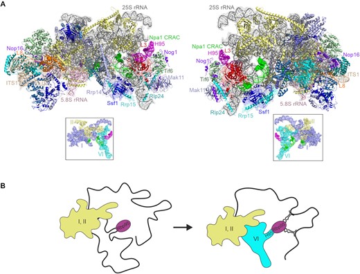 Model of Rbp95 binding and function. (A) Structural representation of an early pre-60S particle (State 2, PDB 6C0F) (59) Two different orientations (∼180° rotated) are shown. Helix H95 and the Npa1-binding sites are indicated in magenta and green, respectively, and nucleotides therein that are crosslinked to Rbp95 or Npa1 are shown in sphere representation. R-proteins are indicated in shades of yellow and AFs in shades of blue. Proteins in proximity to helix H95 and proteins discussed in this study are labeled. The boxes below show the three 25S rRNA domains that are visible at this maturation stage in different colors, with helix H95 labeled in magenta and the Npa1-binding sites in green. (B) Model for Rbp95 function. Rbp95 binds to helix H95 at a maturation stage when domains I and II (yellow) are folded, while domain VI (blue) is not. Rbp95 (violet) might, together with the Npa1 complex, participate in folding this domain. Moreover, Rbp95 binds to several snoRNAs base-pairing with domain V. By binding to domain VI and docking to domain V via the snoRNAs, Rbp95 may help to bring relevant rRNA elements into physical proximity for further folding and protein binding events.