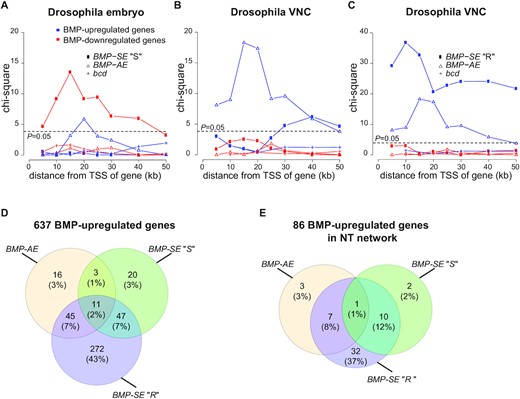 (A–C) Chi-square calculation of enrichment of BMP-AEs and bcd-responsive genomic fragments as well as strict (A,B) and relaxed (C) BMP-SE motifs (strict BMP-SE denoted ‘S’, relaxed BMP-SE denoted ‘R’) to BMP-responsive genes in (A) published RNA-seq datasets from the embryonic blastoderm and (B,C) larval VNCs. All motifs that exceed the threshold P-value of 0.05 are considered significantly enriched. The x-axis indicates incremental distance (in kb) of the motifs from the transcriptional start site (TSS) of expressed genes. Strict BMP-SE motifs are excluded to calculate enrichment of relaxed BMP-SE motifs. (D–E) Venn diagrams showing the number of all neuronal BMP-upregulated genes (D) and specifically those in the neurotransmission (NT) network (E) that contain a BMP-AE and/or BMP-SE motifs within 50 kb of their TSS.