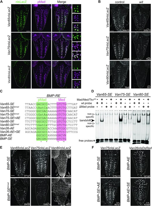 (A) Reporter activity (anti-nuclear β-gal immunoreactivity; green), from three genomic fragments containing conserved BMP-SE, is localized primarily in motor neurons as revealed by pMad co-staining (magenta). (B) Reporter activity of these three genomic fragments is reduced in wit nulls. The mean ± SEM number of nuclei per VNC expressing the reporter is indicated (inset). (C) Sequences of the consensus, wildtype and mutant BMP-SE and BMP-AE motifs, examined in the other panels, noting the position number of specific nucleotides in the motif, below. The sequences shown in green and purple are predicted to be bound by pMad and Med as previously shown. (D) EMSA for three IRDye700-labeled BMP-SE wild-type and mutated (ΔMad) sequences with lysates from S2 cells transfected with the indicated plasmids. A strong band shift for each labeled wild-type probe was only obtained in lanes loaded with S2 cell lysate transfected with Mad, Med and TkvQD (MMT). The labeled mutated probes did not generate a band shift under the same conditions. Two weak band shifts that we consider non-specific with regard to Smad binding were also obtained for each probe regardless of the absence or presence of MMT or wild-type and mutated probes. (E) Reporter activity driven from three wit-responsive genomic fragments in which the BMP-SE is either wild-type or mutated (ΔMad) at the pMad binding site indicated in panel (C). Reporter activity of mutated genomic fragments was reduced. (F) Reporter activity (anti-nuclear β-gal immunoreactivity or DsRed expression) driven from two wit-responsive genomic fragments after motif conversion as indicated in panel (C). These mutations did not disrupt reporter activity. ***P < 0.001; n.s. not significant (two-sided unequal variance Student’s t-test) with n = 5–9 VNCs per genotype. Scale bars of panels A,B,E,F: 50 μm; A, inset: 10 μm.