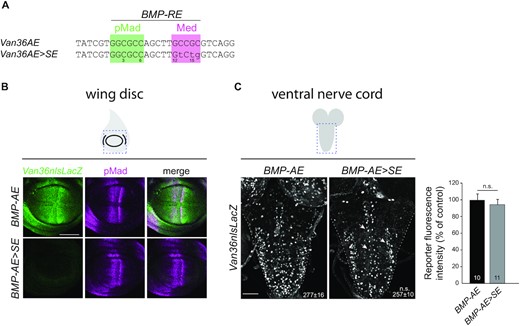 (A) Sequences of the wild-type and converted BMP-AE examined in panels (B,C). (B,C) Comparison of reporter activity (anti-nuclear β-gal immunoreactivity) in the wing disc and VNC, driven from a wit-responsive genomic fragment containing either a BMP-AE, or a BMP-AE > SE conversion. (B) In the wing disc, wild-type reporter expression (green) mirrored BMP signaling activity as revealed by anti-pMad immunolabeling (magenta). Activity of the converted BMP-AE > SE reporter was strongly downregulated. (C) In the VNC, motor neuron expression (white arrows) of the BMP-AE > SE reporter remained unaffected. The mean ± SEM number of motor neuron nuclei per VNC expressing the reporter is indicated (inset). n.s., not significant (two-sided unequal variance Student’s t-test) with n = 10–11 VNCs per genotype. Scale bars of panels (B,C): 50 μm.