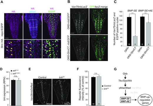 (A) Expression of an endogenous HA-tagged shn (shn::HA) allele (anti-HA immunolabeling) is restricted to repo-positive glia (green, white arrowheads) and neurons with no BMP signaling as revealed by the absence of pMad co-staining (blue, yellow arrows). (B) Reporter activity (anti-nuclear β-gal immunoreactivity) driven from the wit-responsive genomic fragment Van75 with a BMP-SE in control and ShnCT misexpressing motor neurons. (C) Quantification of reporter activity loss of the Van75 genomic fragment containing either a wildtype BMP-SE or a converted BMP-SE> AE motif. The number of nuclei per VNC that are positive for EGFP and the Van75 reporter is represented by mean ± SEM. Misexpression of ShnCT strongly downregulated the activity of the reporter containing the BMP-SE, but not with the BMP-AE. (D) Brk transcription is not altered in wit null VNCs. The RPM (reads per million) per biological replicate is represented by the mean ± SEM. n = 4 biological replicates for each RNA-seq experimental condition. (E) Nuclear DsRed reporter expression driven from the wit-responsive Van26 reporter containing a BMP-AE in control and brkXA mutants. The mean ± SEM number of nuclei per VNC expressing the reporter is indicated (inset). (F) Quantification of fluorescence intensities per VNC for genotypes shown in panel (E) is represented by mean ± SEM. The activity of the Van26 reporter is not altered in brkXA. (G) In this model, the BMP-AE and BMP-SE mediate the direct upregulation of BMP target genes by BMP signaling in motor neurons, in the absence of Brk and Shn (light gray). ***P< 0.001; n.s., not significant (two-sided unequal variance Student’s t-test for C,E,F and Wald test, P-value adjusted with Benjamini–Hochberg for D) with n = 8–10 VNCs per genotype. Scale bars of panels A,B,E: 50 μm; A, magnification: 25 μm.