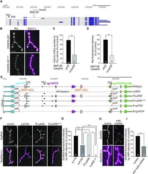 (A) Annotated UCSC genome browser image showing the bruchpilot (brp) locus with the BMP-SE and the wit-responsive genomic fragment used for reporter analysis. (B) Anti-Brp (gray) immunoreactivity at NMJ4 in wandering third instar larvae for which the BMP-SE is either wild-type or mutated to prevent pMad binding (ΔMad). Neurons are labeled by anti-HRP (magenta). These BMP-SE alleles are hemizygous over a genomic deficiency that encompasses the brp locus. (C, D) Quantification of Brp punctae volume (C) and intensity (D) reduction in BMP-SE mutants is represented by mean ± SEM. ***P< 0.001 (two-sided Wilcoxon rank-sum test). (E) Annotated UCSC genome browser image showing the Ly6 gene locus with the four BMP-AEs, the region deleted (HR Deletion) in the Ly6 allele (Ly6Del), and the four genomic rescues in which the locus was replaced by either the wild-type sequence (R-Ly6AE), the wild-type sequence with mutations in the four BMP-AEs (R-Ly6AEΔMad), or a partial fragment rescuing either cg7781 (R-cg7781) or cg14274 (R-cg14274). The attP and loxP sites used for genome engineering are shown. (F) Representative NMJ4 immunostained for GluRIIA (gray) shown for controls, Ly6Del mutants, and in R-Ly6AE and R-Ly6AEΔMad rescue. Anti-HRP is magenta. (G) Immunofluorescence intensities for genotypes shown in panel (F) are represented by mean ± SEM. The loss of anti-GluRIIA immunoreactivity in Ly6Del mutants is rescued in R-Ly6AE, but not in R-Ly6AEΔMad, ***P< 0.001, n.s., not significant (one-way ANOVA with post-hoc Tukey HSD test). (H) Representative NMJ4 immunostained for GluRIIA following neuronal RNAi knockdown of witty using the elav-Gal4 driver. (I) Quantification of GluRIIA immunofluorescence after RNAi knockdown of neuronal witty. ***P< 0.001 (two-sided unequal variance Student’s t-test). Scale bars of panels B,F,H: 10 μm.