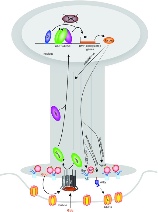 In this model, the BMP ligand Gbb is secreted by muscle cells and motor neurons to bind a tetrameric complex of Sax-Tkv/Wit, the type I and type II BMP receptor kinases. Upon receptor activation, cytoplasmic Mad is phosphorylated by Tkv-Sax and binds the co-Smad Med to accumulate in the motor neuron nucleus. In the absence of the corepressor Shn, the activated pMad/Med complex binds BMP-AE and BMP-SE to activate, with additional input from other transcription factors, a battery of target genes to regulate neuronal function such as neurotransmitter transport, active zone scaffolding, cytoskeleton organization and postsynaptic GluRIIA clustering.