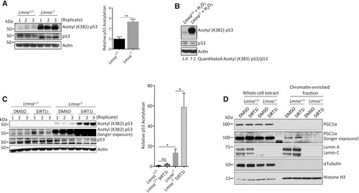 Lamin A/C knockout results in reduced SIRT1 deacetylase activity (higher p53-lysine382 acetylation) and impaired PGC1α-chromatin interaction. (A) Western blotting for p53 acetylation in lysates prepared from Lmna−/− MEFs and control (Lmna+/+) MEFs. (B) Western blotting to assess the effect of oxidative stress (H2O2 at 800 μM for 5 h) on p53 acetylation. The relative abundance of acetyl (K382) p53/p53 corrected for actin is written below the image. (C) MEFs were treated with the SIRT1 inhibitor selisistat (2 μM for 24 h) and then lysates prepared and immunoblotted for p53 acetylation. The relative p53 acetylation was determined as a ratio of acetylated p53 to normal p53. (D) Immunoblotting of whole cell extracts and chromatin-enriched fractions of Lmna−/− and Lmna+/+ MEFs to assess levels of PGC1α in these fractions. The SIRT1 inhibitor was included to enable assessment of SIRT1 dependence. Data are presented as mean ± SD (n = 3). Replicates refer to lysates prepared from three separate experiments. All P values were calculated using two-sided, unpaired Student's t-test; **P ≤ 0.01, *P ≤ 0.05; ns, non-significant.
