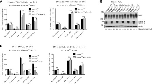 Effect of PARP1 inhibition and oxidative stress on mitochondrial bioenergetic parameters in Lmna−/− and Lmna−/− MEFs. (A) Cells were treated with 2 μM of PARP1 inhibitor olaparib for 2 h and analyzed by the Seahorse flux analyzer. The calculated bioenergetic parameters are shown. (B) Cells were treated with 100 μM H2O2 for 1 h, medium replaced with H2O2-free medium, and lysates collected at the indicated time points for western blotting; the blots were probed with the antibody against poly(ADP-ribose) (PAR). The relative abundance of PAR corrected for actin is written below the image. (C) Cells were treated with 100 μM H2O2 for 2 h and analyzed by the Seahorse flux analyzer. The calculated bioenergetic parameters are shown. Data are presented as mean ± SD (n = 6). All P values were calculated using two-sided, unpaired Student's t-test; ***P ≤ 0.001, **P ≤ 0.01; ns, non-significant; cap., capacity; UT, Untreated.