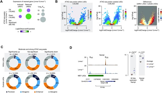 Chromatin accessibility is altered by lamin A/C depletion. (A) Bubble plots, showing the relative frequencies of ATAC-seq peaks with combinations of ATAC-seq changes (Y-axis) and transcriptional changes (X-axis), in Lmna−/− compared to Lmna+/+ MEFs, relative to the frequencies expected by change if ATAC-seq and transcriptional changes are unrelated. Bubble sizes illustrate -log10 P values Benjamini-Hochberg adjusted for multiple testing, and the color reflects the number of observed peaks in each category log2 normalized to the expected number. (B) Volcano plots, showing differences (X-axis) and significance (Y-axis) between ATAC-seq signal in Lmna−/− compared to Lmna+/+ MEFs. The color reflects the density of peaks with a given combination of change and P value. (C) Donut plots, showing the genome-wide localization of different subtypes of peaks relative to gene features and enhancers. A peak was assigned as ‘promotor’ if it was located within 1 kb of a TSS, ‘intragenic’ if it overlapped with any gene body, or ‘enhancer’, if it was located less than 1 kb from an enhancer midpoint in prioritized order. Peaks that were not assigned to any of these categories were assigned as ‘intergenic’. (D) Genome-browser tracks of ATAC-seq signal in Lmna−/− and Lmna+/+ MEFs at the Nampt locus. Values are FPKM normalized and the four replicates from each condition are rendered transparent and superimposed. ATAC-seq experiments were done on four biological replicates, and P values are Benjamini–Hochberg corrected for multiple testing.