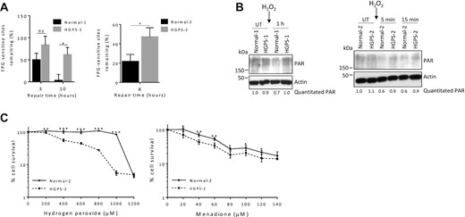 HGPS fibroblasts are defective in DNA base excision repair. (A) Comet assays were performed on two pairs of HGPS and normal counterpart fibroblasts, as indicated. The cells were treated with 100 μM H2O2 for 1 h, the medium replaced with H2O2-free medium, and cells collected at the indicated time points for comet assay. The FPG enzyme, which cleaves at oxidative lesions, was incorporated into the assay to enable detection of FPG-sensitive sites (estimation of oxidative DNA damage). DNA repair efficiency was expressed as percent of FPG-sensitive sites remaining, at the indicated repair times, relative to 5 min of repair, after correction for the FPG-sensitive sites in untreated cells (n = 100 comet tails, mean ± SEM). P values were calculated using two-sided, unpaired Student's t-test. (B) Normal-1/HGPS-1 and Normal-2/HGPS-2 fibroblasts were treated with 100 μM H2O2 for 1 h, then the medium replaced with H2O2-free medium, and then lysates collected at the indicated time points and western blotting performed. The blot was probed with the antibody against poly(ADP-ribose) (PAR). The relative abundance of PAR corrected for actin is written below the image. (C) Survival assays were performed on HGPS-2 and its counterpart fibroblasts Normal-2. Oxidative DNA damage was induced and sustained by treatment for 6 h with hydrogen peroxide or 2 h with menadione; WST-1 cell proliferation and viability reagent was used to enable visualization of relative cell viability by absorbance readings (450 nm minus 630 nm). For survival assays, data are presented as mean ± SD (n = 6) and statistical significance was determined by two-way ANOVA Sidak's multiple comparisons test. In all cases, ***P ≤ 0.001, **P ≤ 0.01, *P ≤ 0.05; ns, non-significant; UT, Untreated.