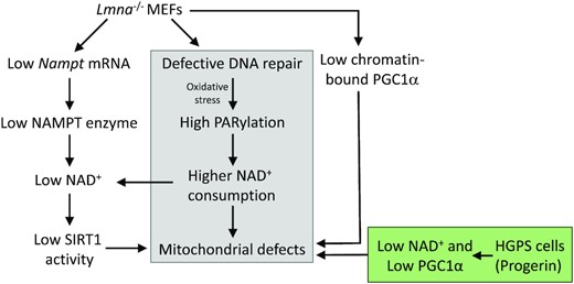 Model depicting the effects of lamin A/C knockout (Lmna−/− MEFs) or endogenous progerin expression (HGPS fibroblasts) on mitochondrial function. The grey fill indicates occurrence in both Lmna−/− MEFs and in HGPS fibroblasts. The green fill indicates impaired NAD+ and PGC1α found in HGPS; specifically, reduced NAD+ levels as with Lmna−/− MEFs but without accompanying reduction in NAMPT levels, and unlike Lmna−/− MEFs the PGC1α protein level was reduced. Both high mitophagy and low SIRT1 activity likely contribute to the observed lower mitochondrial mass we observe in Lmna−/− MEFs. Impaired chromatin accessibility at the Nampt promoter may contribute to the low Nampt mRNA observed in Lmna−/− MEFs.