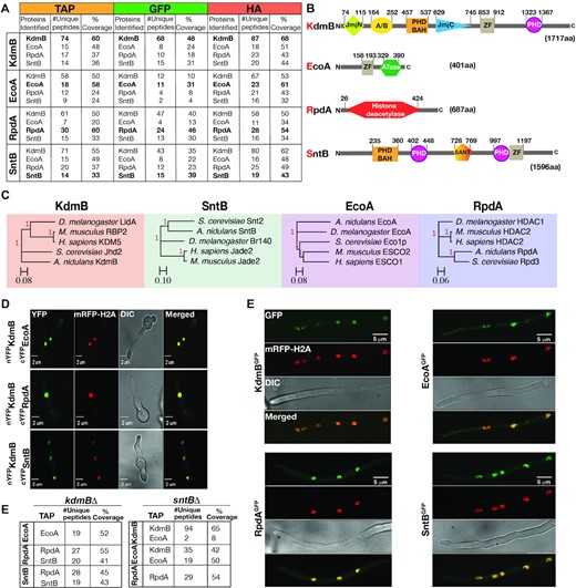 Discovery of the novel chromatin modifier KdmB-EcoA-RpdA-SntB (KERS) complex. (A) Selected interactors of KdmB, EcoA, RpdA and SntB, as identified with TAP/GFP/HA fusions by immunoprecipitation coupled with LC–MS/MS analysis. Fungal mycelia were harvested for immunoprecipitation at the end of 24 h vegetative culture at 37ºC. (B) Domain architecture of KERS complex members. PHD: plant homeodomain, ZF: zinc finger, A/B: arid/bright domain, BAH: Bromo-adjacent homology domain, SANT: Swi3, Ada2, N-Cor and TFIIIB domain, ATase: acetyltransferase. Numbers signify positions of the domains. (C) Orthologue analysis of the KERS complex among various organisms. KERS components are conserved from yeast to human. Trees were created using baker's yeast, Aspergillus, Drosophila, mouse and human homologs. (D) Bimolecular fluorescence complementation analysis with yellow fluorescent protein (YFP), verifying subcellular KdmB-EcoA, KdmB-RpdA and KdmB-SntB binary interactions. The images were captured by confocal microscopy at the end of 16 h incubation at 30 ºC under illumination. Nuclei were visualized in red by a monomeric red fluorescent protein fused to histone 2A (mRFP-H2A). (E) Cellular localization of KERS complex subunits. Confocal microscopy analysis of KdmB, EcoA, RpdA, SntB fused to GFP in a mRFP-H2A expressing strain. Strains were incubated and observed as above. (F) Identification of KERS subcomplexes in the absence of KdmB or SntB. LC–MS/MS analysis of EcoA, RpdA and SntB TAP purifications in kdmBΔ and sntBΔ genetic background, respectively. Growth conditions are the same as in (A).