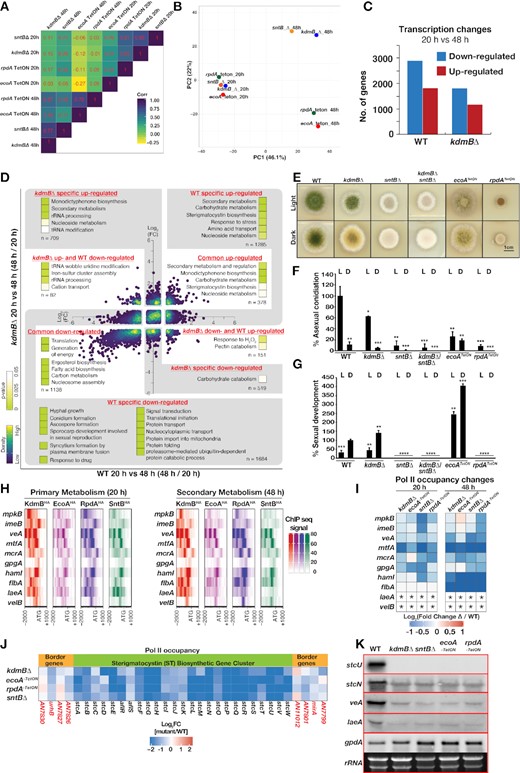 The KERS complex regulates diverse physiological pathways in development and the carcinogen sterigmatocystin biosynthesis. (A) A heat box plot showing the correlations of transcriptional effects (measured by Pol II ChIPseq signals at coding regions in the respective mutant versus WT) between the KERS mutants grown under primary (20 h) and secondary (48 h) growth phases. (B) PCA analysis on the transcriptional effects (measured by Pol II ChIPseq signals at coding regions in the respective mutant versus WT) of the KERS mutants grown under primary (20 h) and secondary (48 h) growth phases. (C) The number of up- and down- regulated genes (Pol II ChIPseq) during transition from primary (20 h) to secondary (48 h) growth phase in WT and the kdmBΔ mutant. (D) An overview of GO enrichment analysis for genes whose response to primary-to-secondary growth phase transition differs between WT and the kdmBΔ mutant. (E) Functions of the KERS complex components on fungal development and light responses. Growth of KERS mutants (deletions or TetON strains) on GMM plates at 37 ºC for 5 days both under continuous white light and dark conditions. (F, G) Quantification of asexual (conidia) and sexual (fruiting bodies) development from (E). Significance as calculated by Student's t-test is indicated as asterisks: P < 0.05 (*), P < 0.01 (**), P < 0.001 and P < 0.0001 (****). Asexual sporulation and sexual development were calculated relative to WT-light conidiation and WT-dark sexual development, respectively. (H) Heatmaps displaying binding locations, signals and intensities of KdmBHA, EcoAHA, RpdAHA and SntBHA over regulatory genes of the ST BGC and development. (I) A heatmap showing expression level of genes associated with positive regulation of SM biosynthesis in the KERS mutants at primary and secondary growth phases. Expression is presented as log2 fold change with respect to values in WT. Asterisks (*) indicate non-detectable Pol II ChIPseq signal in both WT and mutant strains, and hence fold change cannot be calculated. (J) A heatmap showing expression (as Pol II ChIPseq) levels of the ST BGC and border genes at secondary growth phase. (K) Validation of a few key genes from (H) by Northern blotting. Strains were grown for 48 h (Secondary Metabolism) in GMM. 10 μg of total RNA was used per lane. rRNA signals and gpdA served as loading control.