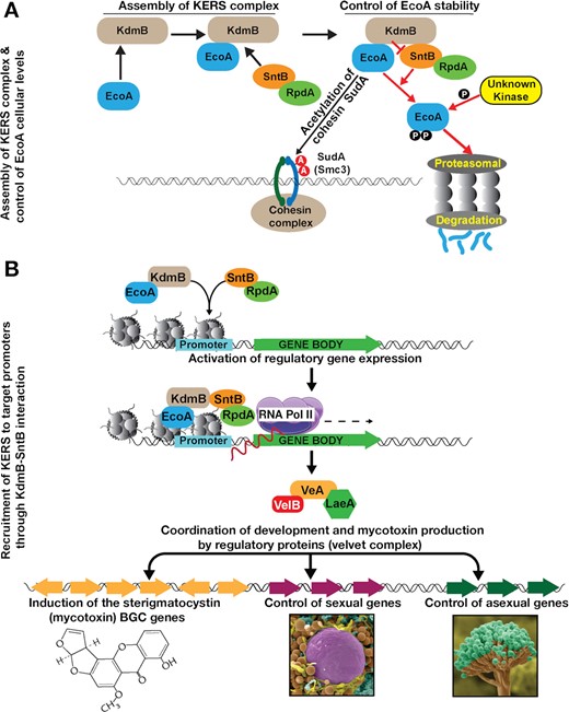 Chromatin level coordination of fungal development and mycotoxin production by the KERS complex. (A) Molecular mechanisms of KERS assembly. Two heterodimers, KdmB-EcoA, SntB-RpdA establish the KERS core complex. EcoA acetylates the cohesin SudA at two residues. KdmB protects EcoA from proteasomal degradation by preventing its phosphorylation and subsequent ubiquitination presumably by the ring finger E3 ligase SntB. (B) The KERS binds to more than 1,600 promoters including many regulatory target genes and activates the transcription of these genes. These regulatory genes, particularly, velvet complex genes whose expression depends on the KERS complex, control production of mycotoxin and its coordination with fungal development.