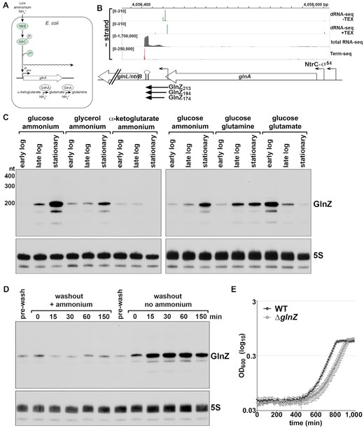 GlnZ expression across growth in different carbon and nitrogen sources. (A) Overview of ammonium utilization and the NtrB-NtrC-regulated response in E. coli. (B) Organization of the genomic region encoding GlnZ. dRNA-seq data with or without Terminator Exonuclease (TEX) treatment (33) is depicted in green. Total RNA-seq and Term-seq data (34) are depicted in grey and red, respectively. Only GlnZ213 includes the glnA stop codon. (C) Northern blot analysis of GlnZ levels with WT MG1655 cultured to early logarithmic (4 h, OD600∼ 0.15–0.25), late logarithmic (7 h, OD600∼ 0.6–1.4) or stationary (10–14 h, OD600∼ 4.0 for ammonium and glutamine and OD600∼ 0.9 for glutamate) phases in Gutnick medium with 0.4% glucose, glycerol or α-ketoglutarate as the sole carbon source and 15 mM ammonium as the nitrogen source or Gutnick medium with 0.4% glucose as the sole carbon source and 15 mM ammonium, glutamine or glutamate as the nitrogen source. (D) Northern blot analysis of GlnZ levels with WT MG1655 cultured to logarithmic phase (OD600∼ 0.15) in Gutnick medium with 0.4% glucose and 15 mM ammonium as the nitrogen source, then washed with Gutnick medium and split into two cultures: one that was resuspended in Gutnick medium containing 15 mM ammonium and one in Gutnick medium without ammonium. Samples were then collected at 0, 15, 30, 60, and 150 min post-washout. For (C) and (D), total RNA (10 μg) was separated on an acrylamide gel and the transferred to a membrane, which was sequentially probed with labeled oligonucleotides for GlnZ and the 5S control RNA. (E) Growth of WT MG1655 and ΔglnZ (GSO1153) strains after nitrogen limitation. Cells were cultured in Gutnick medium with 0.4% glucose and 3 mM ammonium to stationary phase (OD600∼ 1.5). Cultures were then incubated another 48 h before subculturing to an OD600 of 0.05 into Gutnick medium with 0.4% glucose and 3 mM ammonium. After subculturing, OD600 was measured for 16 h. The average of four independent replicates is plotted. Error bars represent one standard deviation. While the doubling times for the WT and ΔglnZ strains were similar (76 ± 2.7 min and 80 ± 7.5 min, respectively), the ΔglnZ strain showed a lag longer (88 ± 25 min) than WT.