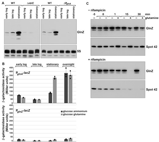 Transcriptional and post-transcriptional regulation of GlnZ levels. (A) Northern blot analysis of GlnZ levels in wt, ΔntrC (GSO1151) and ΔPglnA (GSO1152) strains of E. coli cultured to stationary phase in Gutnick medium with 0.4% glucose and 15 mM ammonium and 1.5 mM glutamine. Northern analysis was carried out as in Figure 1. (B) β-galactosidase activity for PM1205 PglnA-lacZ (GSO1156) or PglnZ-lacZ (GSO1157) strains grown in Gutnick medium with 0.4% glucose and 15 mM ammonium or 15 mM glutamine. Samples were taken at early logarithmic (4 h, OD600∼ 0.15–0.25), late logarithmic/early stationary (7 h, OD600∼ 1.2–1.5 for ammonium and OD600∼2.5–3.0 for glutamine), late stationary (10 h, OD600∼4.0–4.2 for ammonium and OD600∼ 5.1–5.4 for glutamine), and overnight (OD600∼ 3.3–3.8 for ammonium and OD600∼ 4.6–5.3 for glutamine) phases of growth. Each bar corresponds to the average of three independent replicates with individual data points shown as dots. Error bars represent one standard deviation. (C) Northern blot analysis of GlnZ levels in WT crl– MG1655 cells with and without treatment with rifampicin. A culture was grown to stationary phase (OD600∼ 3.5) and then split with one culture treated with rifampicin. After 5 min, cultures were split again, and 15 mM glutamine was added to one plus-rifampicin and one minus-rifampicin culture. Samples were taken at the indicated times and analyzed by northern analysis as in Figure 1. We noted some variation in the extent of glutamine-dependent reduction, possibly due to some differences in the stage of growth when glutamine was added.