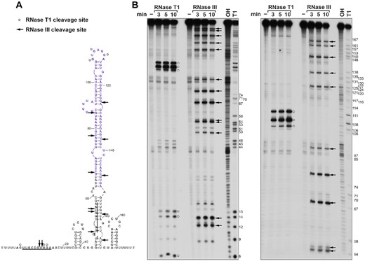 Predicted GlnZ structure. (A) Predicted secondary structure of GlnZ194 based on in vitro structure probing. Underlined sequences indicate location of possible alternative base pairing. Nucleotides corresponding to the REP sequence (67) are in purple font. (B) In vitro transcribed GlnZ194 was incubated with either water, RNase T1, or RNase III for 3, 5 or 10 min. Samples were then resolved, alongside an OH and T1 ladder, on a urea polyacrylamide gel for two lengths of time (left: 75 min, right: 150 min). For (A) and (B), white dots indicate cleavage by RNase T1, and arrows denote cleavage by RNase III.