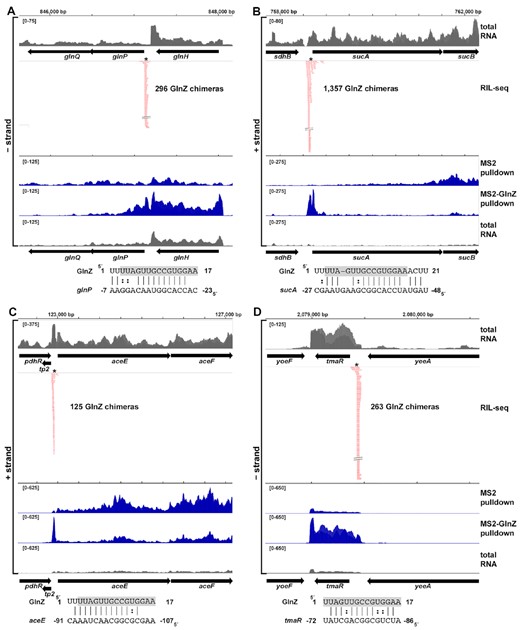 GlnZ interactions with (A) glnP, (B) sucA, (C) aceE and (D) tmaR as detected by RIL-seq (48) or MAPS. In browser images, total RNA is in grey, RIL-seq chimeras detected in M63 medium are in red, and MAPS data for cultures grown in Gutnick medium with 0.04% glucose and 15 mM ammonium at stationary phase is in blue for the pulldown with either MS2 or MS2-GlnZ overexpression. Predicted regions of interaction with GlnZ are depicted below each browser image with GlnZ coordinates given relative to +1 of GlnZ194 and target coordinates given relative to the start codon A residue. The GlnZ seed region is highlighted in grey. The position of the predicted interaction is indicated by an asterisk in the browser images.