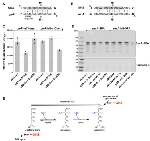 GlnZ downregulation of sucA and glnP. (A) Predicted base pairing between GlnZ and glnP 5′ UTR and mutations generated. (B) Predicted base pairing between GlnZ and sucA 5′ UTR and mutations generated. For (A) and (B), GlnZ seed region is highlighted in grey. (C) GlnZ repression of a glnP-mCherry fusion. The indicated strains were grown for 3 h in Gutnick medium with 0.4% glucose and 15 mM ammonium and 1 mM IPTG to induce WT and mutant GlnZ expression and either 0.2% arabinose (glnP-mCherry) or 2% arabinose (glnP-M1-mCherry) to induce the mCherry fusion. Relative fluorescence units were determined by measuring OD635 for each sample and normalizing by OD600. Each bar corresponds to the average of three independent replicates with individual data points shown as dots. Error bars represent one standard deviation. (D) Immunoblot analysis of SucA-SPA levels. The indicated strains were grown to mid logarithmic phase (OD600 ∼ 1.0) in Gutnick medium with 0.4% glucose and 15 mM ammonium and 1 mM IPTG to induce WT and mutant GlnZ expression. Samples were normalized by OD600, separated by SDS-PAGE, and analyzed using immunoblot analysis. The Ponceau S-stained membrane serves as the loading control. (E) Model of GlnZ effects on carbon and nitrogen metabolism. Carbon and nitrogen metabolism in E. coli are interconnected by the interconversion of α-ketoglutarate, glutamate and glutamine through the addition or removal of ammonium (blue). Arrows indicate the flow of substrates, and enzymes involved in the reaction are listed below the arrows.