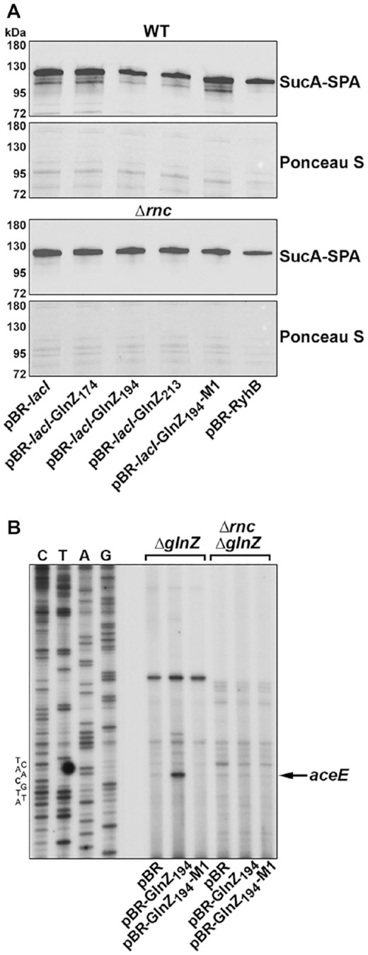 Direct GlnZ base pairing leads to RNase III-dependent cleavage. (A) WT MG1655 or Δrnc (GSO1154) strains carrying sucA-SPA and harboring the indicated plasmids were grown in Gutnick medium with 0.4% glucose and 15 mM ammonium and 1 mM IPTG to induce WT or mutant GlnZ expression. Once cells reached mid-logarithmic phase (OD600 ∼ 1.0), samples were normalized by OD600, separated by SDS-PAGE and analyzed using immunoblot analysis. The Ponceau S-stained membranes serve as loading controls. (B) Primer extension analysis of aceE was performed on total RNA isolated from ΔglnZ (GSO1153) and ΔglnZ Δrnc (GSO1155) strains harboring indicated plasmids and grown to late logarithmic phase (OD600 ∼ 1.5) in Gutnick medium with 0.4% glucose and 15 mM ammonium. WT or mutant GlnZ expression was induced with 1 mM IPTG. A sequencing ladder is shown for aceE.