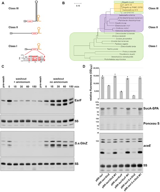 sRNAs encoded downstream of glnA in EHEC and S. enterica have insertions but are induced by low nitrogen and repress similar targets. (A) Diagram depicting the three classes of GlnZ transcripts. The stop codon of glnA is indicated with the black box, the conserved GlnZ seed region is indicated by the red box, and the conserved terminator is in orange. Logo generated by LogoOddsLogo (https://www.ncbi.nlm.nih.gov/CBBresearch/Yu/logoddslogo/) depicts the conservation of the GlnZ seed region in the Gammaproteobacteria indicated in Supplementary Figure S7B. The height of the stack of letters at each position indicates the sequence conservation at the position, while the height of each letter within the stack is proportional to the observed frequency of the corresponding nucleotide at that position. (B) Phylogenetic tree of Gammaproteobacteria containing a GlnZ homolog. The evolutionary history was inferred as described in Materials and Methods, and the tree with the highest log likelihood (–27049.09) is shown. The tree is drawn to scale, with branch lengths measured in the number of substitutions per site. The three classes of GlnZ transcripts are indicated by colored boxes: Class I in green, Class II in purple, and Class III in yellow. (C) EHEC O157:H7 EsrF and S. enterica GlnZ are induced by low nitrogen. EHEC O157:H7 and S. enterica cells were grown and analyzed by northern blots as described in Figure 1D. The top membrane was probed for EsrF and 5S, and the bottom membrane was probed for S.e. GlnZ and 5S. (D) EHEC O157:H7 EsrF and S. enterica GlnZ repress GlnZ targets glnP, sucA and aceE in E. coli K-12. Relative fluorescence levels for the chromosomal glnP-mCherry fusion strain transformed with plasmids overexpressing E. coli K-12 GlnZ, EHEC EsrF or S. enterica LT2 GlnZ and the corresponding M1 mutants. mCherry fluorescence was measured as in Figure 5C. Each bar corresponds to the average of three independent replicates with individual data points shown as dots. Error bars represent one standard deviation. Immunoblot analysis of SucA-SPA levels was carried out as in Figure 5D. Northern analysis was performed using a ΔglnZ (GSO1153) strain harboring the indicated plasmids. The cells were grown in Gutnick medium with 0.4% glucose and 15 mM ammonium and 1 mM IPTG. The blot was probed with labeled oligonucleotides for the aceE 5′ UTR and 5S RNA.