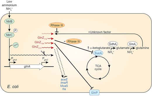 Transcriptional and post-transcriptional network controlling GlnZ small RNA levels and consequences of GlnZ-mediated regulation upon nitrogen starvation.