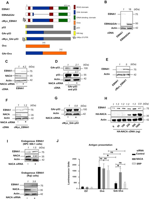 (A) Cartoon illustrating the constructs used. Position of Ova-derived SIINFEKL antigenic MHC class I peptide (SL8) is indicated. (B) Western Blot (WB) from H1299 cells transfected with EBNA1 cDNA or an EBNA1 that lacks the gly-ala repeat (EBNAΔGAr). (C) WB from H1299 cells transfected with EBNA1 and treated with siRNAs control (-) or with siRNA against NACA (NAC subunit alpha) (+). (D) WB from H1299 cells transfected with GAr-p53 or p53 constructs and treated with indicated siRNAs. (E) WB from H1299 cells transfected with EBNA1 or an EBNA1 construct carrying cMyc in its 5′ UTR (cMyc_EBNA1). (F) WB from H1299 cells expressing cMyc_EBNA1 and treated with indicated siRNAs. (G) WB of H1299 expressing the cMyc_GAr-p53 construct and treated with indicated siRNAs. (H) WB of H1299 cells transfected with an EBNA1 construct and increasing amounts of HA-NACA-encoding plasmid. (I) WB of endogenous EBNA1 in EBV-carrying NPC 666-1 cells (upper panel) or Raji cells (lower panel) treated with indicated siRNAs. (J) Antigen presentation assay performed using B3Z SIINFEKL:Kb-specific T cell hybridoma co-cultured with H1299 cells transfected with Ova, GAr-Ova or empty vector (EV) and treated with siRNAs against NACA or SRP. Quantification of WBs is indicated on the top of each immunoblot. Proteins detected are indicated on the left of the immunoblots. Data represent three independent experiments.
