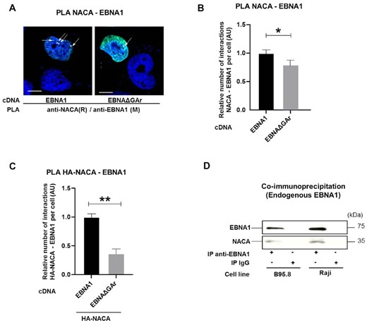 (A) Proximity ligation assay (PLA) (white arrows) shows interactions in H1299 cells between NACA and EBNA1 or NACA and EBNAΔGAr. Co-immunofluorescence of respective proteins shown in green. DAPI nuclear staining in blue. Scale bar represents 10 μm. (B) Relative number of interactions of indicated reporter proteins with endogenous NACA detected by PLA and normalised with the expression of the corresponding reporter proteins in H1299 cells expressing EBNA1 or EBNAΔGAr. (C) Relative number of interactions between an exogenous HA-tagged NACA and EBNA1 or EBNAΔGAr. (D) Co-IP using anti-EBNA1 or anti-IgG (negative control) antibodies in EBV-carrying B95.8 and Raji cell lysates. Data represent three independent experiments. A minimum of 50 cells expressing indicated reporter protein was counted for each PLA experiment.