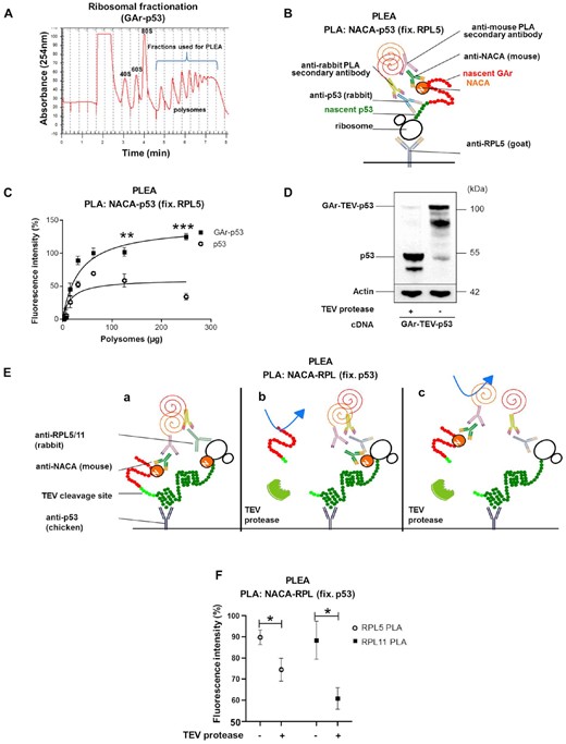 (A) Ribosomal fractionation of H1299 cells. Polysomal fractions collected and used for the PLEA experiments are indicated in blue. (B) Cartoon illustrating the PLEA experiment. Polysomes were fixed with a goat anti-RPL5 antibody and the PLA was performed on the captured polysomes and their associated complex using anti-NACA (M = mouse) and anti-p53 (R = rabbit) antibodies. (C) The graph shows PLEA results where more interactions between p53 and NACA were detected on GAr-p53, as compared to p53, expressing polysomes. The data show normalised fluorescence intensity for GAr-p53 and p53 polysomes. T-tests were performed between GAr-p53 and p53 values for the same amount of polysomes. (D) WB of H1299 cells transfected with a construct in which the TEV proteolytic cleavage site was inserted between GAr and p53 (GAr-TEV-p53). The lysates were treated, or not, with TEV protease. (E) Cartoons illustrate the PLEA experiment to assess if GAr dislodges NACA from the ribosome. (F) Polysomes from H1299 cell lysates expressing GAr-TEV-p53 and treated with TEV protease, or not, were captured using a chicken anti-p53 antibody. PLEA experiments were performed using 125μg of polysomes and PLA was carried out using anti-NACA(M = mouse) with anti-RPL5(R = rabbit) antibodies (white circles) or anti-NACA(M) with anti-RPL11(R) antibodies (black squares). The graph shows the relative amount of NACA bound to GAr-TEV-p53 translating ribosomes before and after treatment with TEV protease. The data represent three independent experiments.