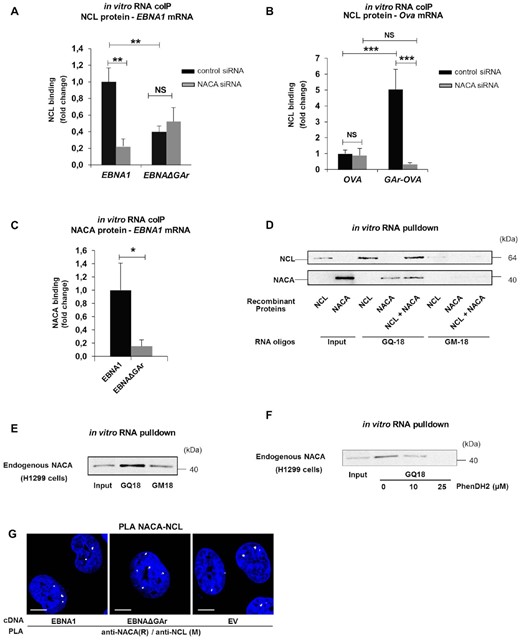 (A) In vitro RNA coIP experiments performed with recombinant NCL and EBNA1 or EBNAΔGAr mRNA extracted from H1299 cells treated with the indicated siRNAs. The graph shows the fold change in NCL binding. (B) In vitro RNA coIP performed with recombinant NCL and Ova or GAr-Ova mRNAs from cells treated with the indicated siRNAs. The graph shows the fold change in NCL binding. (C) In vitro RNA coIP experiments performed with recombinant NACA and EBNA1 or EBNAΔGAr mRNAs extracted from H1299 transfected cells. The graph shows relative fold change in NACA binding. (D) in vitro RNA pulldown assay using recombinant NCL and NACA and the indicated RNA oligos. GQ-18 is derived from the G4-forming sequence coding for the GAr. GM-18 is a mutated non-G4-forming version of GQ-18. (E) in vitro RNA pulldown assay using endogenous NACA from H1299 cells and the indicated RNA oligos. (F) in vitro RNA pulldown assay using endogenous NACA from H1299 cells, the GQ-18 oligo derived from the G4-forming sequence coding for the GAr and increasing amounts of the PhenDH2 G4 ligand. (G) PLA assessing endogenous NACA - NCL interactions in H1299 cells expressing EBNA1 or EBNAΔGAr (EV = empty vector). In blue: nucleus, in white: PLA dots. Scale bar represents 10μm. The data represent a minimum of three independent experiments.