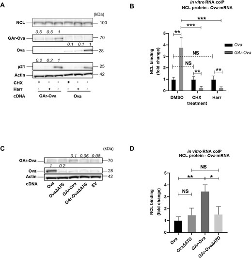 (A) WB of lysates from H1299 cells expressing indicated constructs and treated with cycloheximide (CHX), harringtonine (Harr) or DMSO control for 5h. (B) in vitro RNA coIP experiments performed with recombinant NCL and Ova or GAr-Ova mRNAs extracted from H1299 transfected cells treated with CHX, Harr or DMSO. The graph shows the relative fold change in NCL binding. (C) WB of H1299 transfected cells expressing constructs where the +1 AUG has been deleted (OvaΔATG and GAr-OvaΔATG) . (D) In vitro RNA coIP performed with recombinant NCL and mRNAs extracted from H1299 cells expressing Ova, OvaΔATG, GAr-Ova and GAr-OvaΔATG. The numbers indicate relative protein expression levels. The graph shows the relative fold change in NCL binding with the indicated mRNAs. Data presented are from three independent experiments.